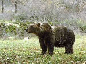 Un orso bruno marsicano.