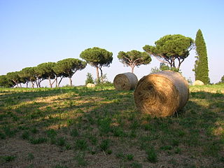 Parco di Veio (foto di Patafisik-Wikipedia). Parco di Veio (foto di Patafisik-Wikipedia).