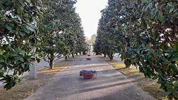 Viale ingresso Consiglio regionale del Lazio