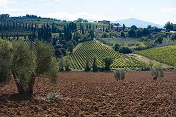 Le strade del vino e dell'olio nel Lazio