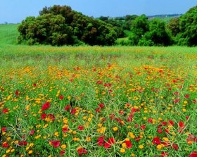 Una veduta della riserva naturale di Acquafredda