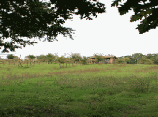 Scorcio Parco di Ostia 