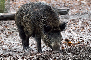 Un cinghiale. Un cinghiale.
