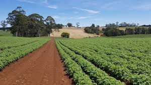 Un campo agricolo.