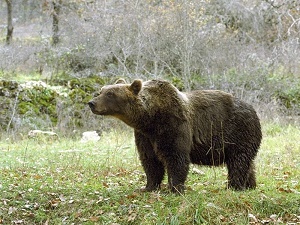 Un orso bruno marsicano. Un orso bruno marsicano.