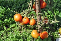 Coltivazioni agricole. Coltivazioni agricole.