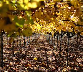 una vigna del Lazio.