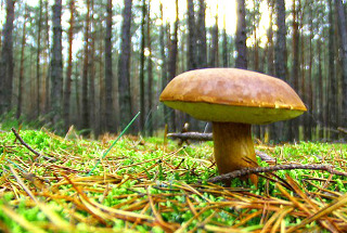 Un'area naturale. Un'area naturale.